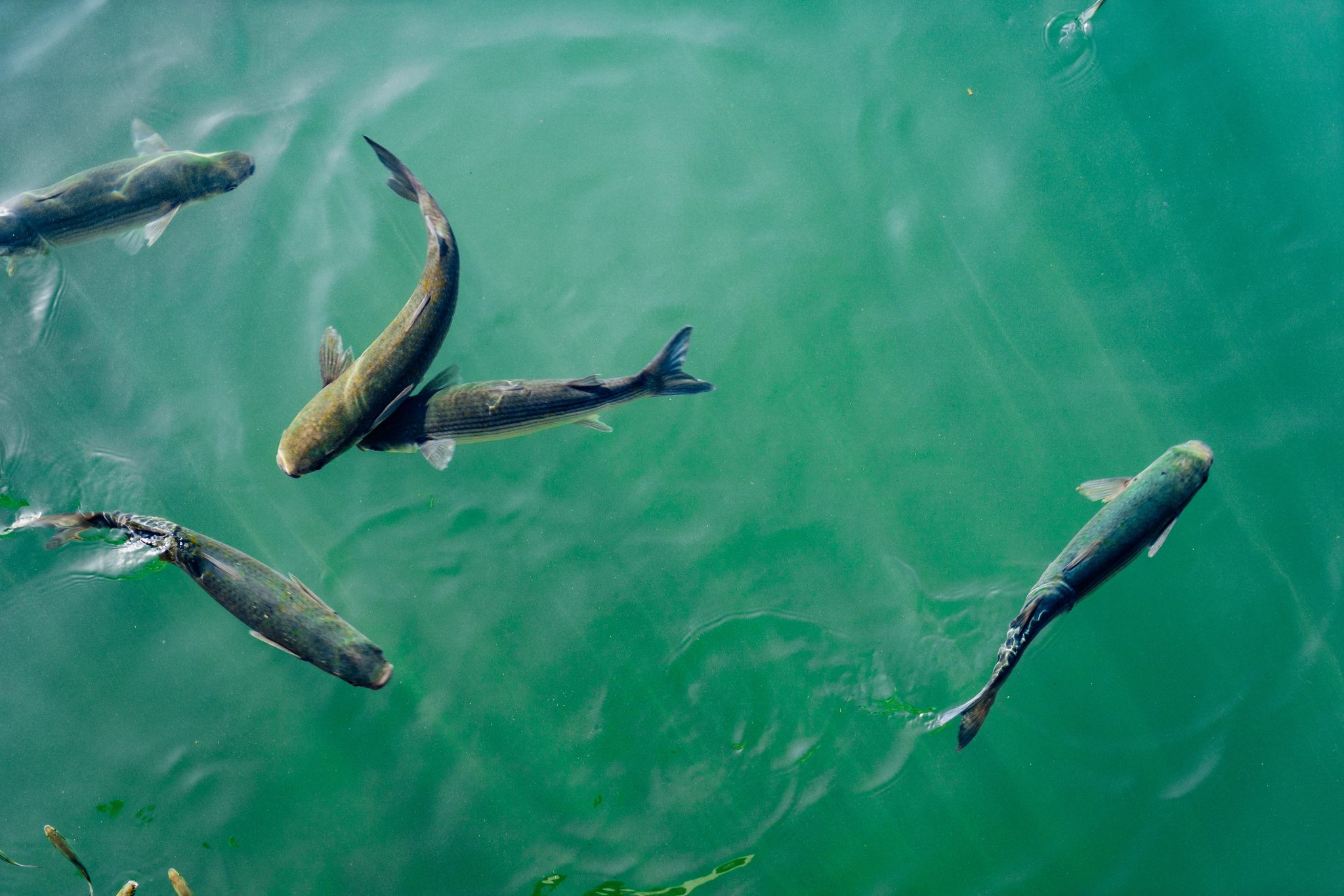 FishAssessment_dan-gold-uJ8VncOtwyU-unsplash-2048x1365