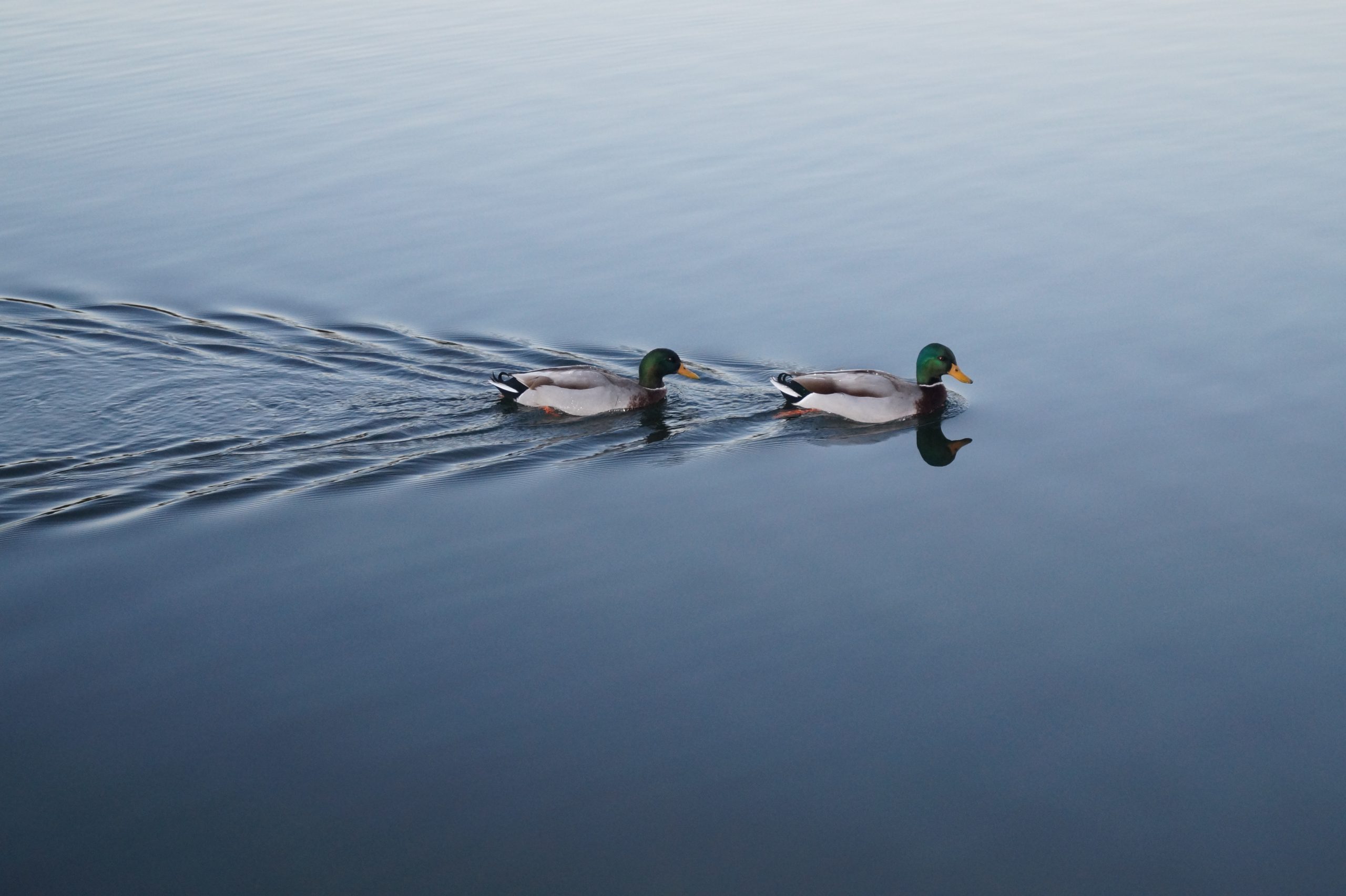 duck-scaled