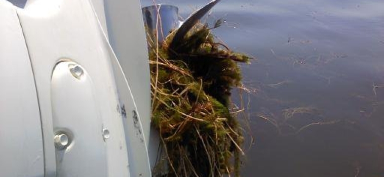Simulating an Invasion! Scientists take a look at overland transport of Eurasian watermilfoil